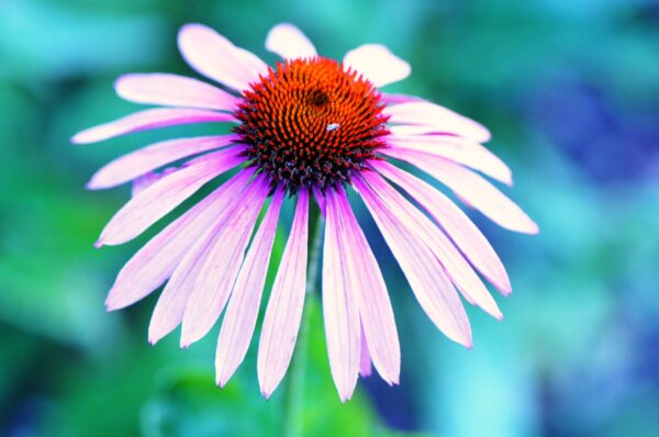 Dr. Albler NATURFIX - Immun Boost - Echinacea – Bild 2